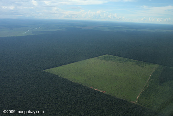 Clearing of Amazon forest for pasture or soy (Rhett Butler, Mongabay.com)