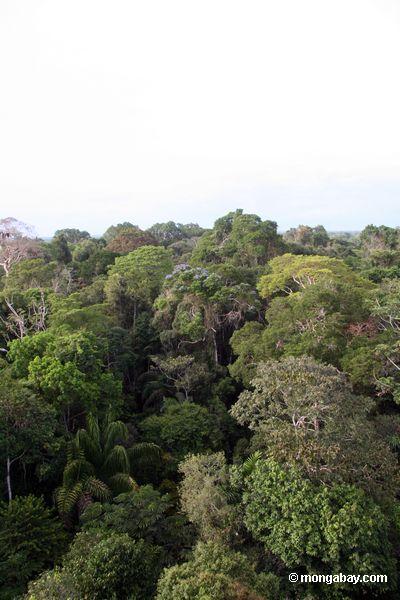 Tambopata Rainforest canopy, Peru (Rhett Butler, Mongabay.com)